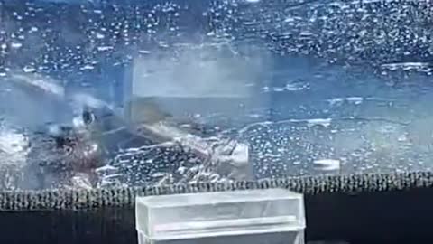 Giant shark jumps into fishing boat in 'bonkers' video