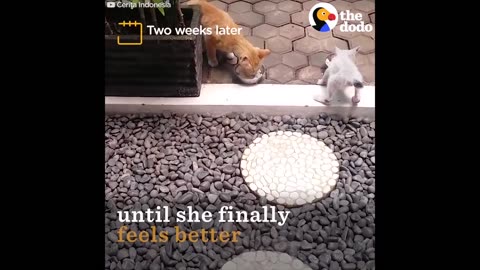 Scared Rescue Kitten Gets Hugs From Her New Sister | The Dodo