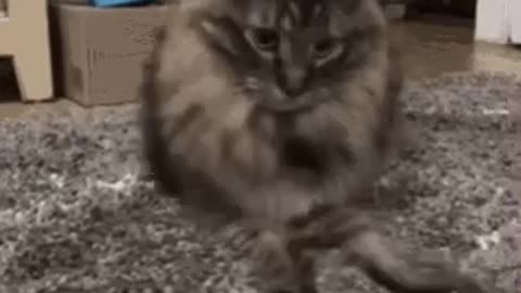 Cute Cat Gif