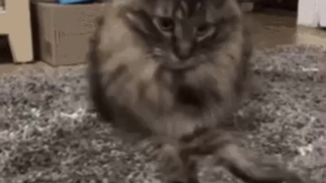 Cute Cat Gif
