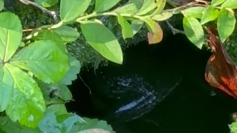 New Hampshire frogs