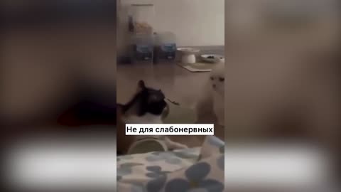 Приколи