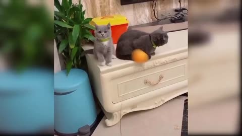 Cute cat trending