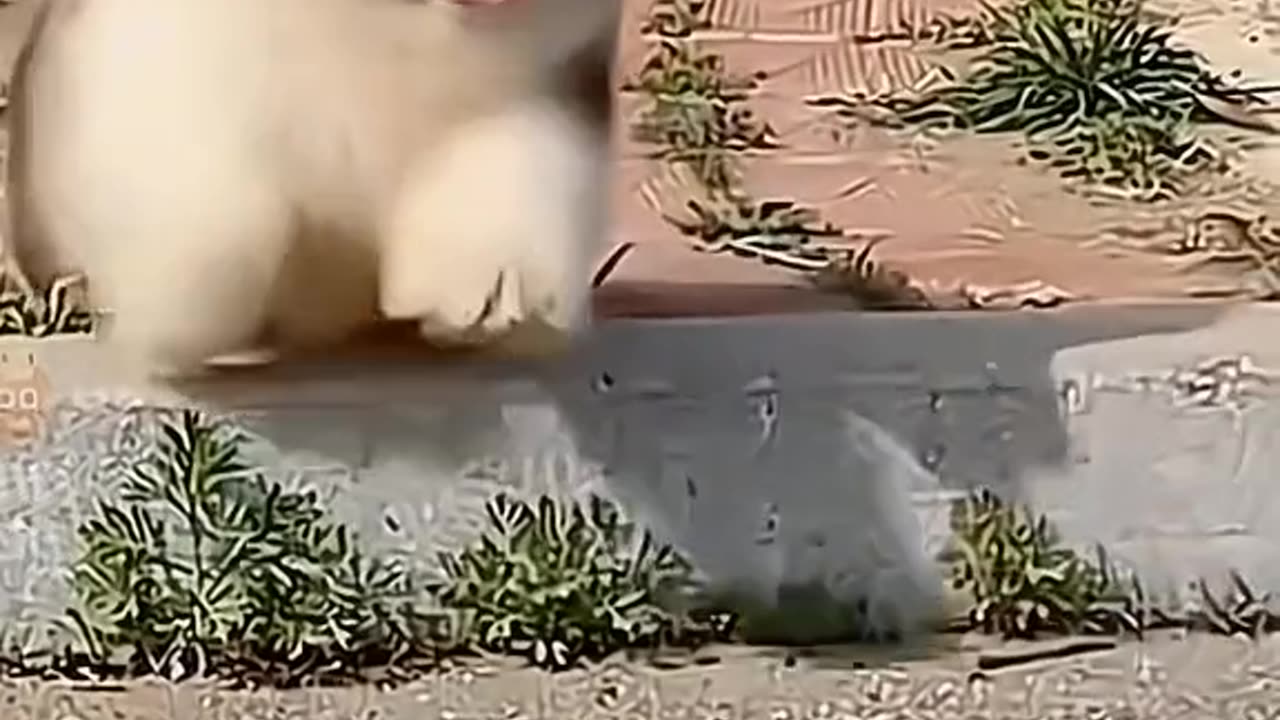 Funny video's cat full funny video.....