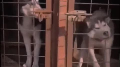 The end #dogs😜😂🤬 #shorts|#reels