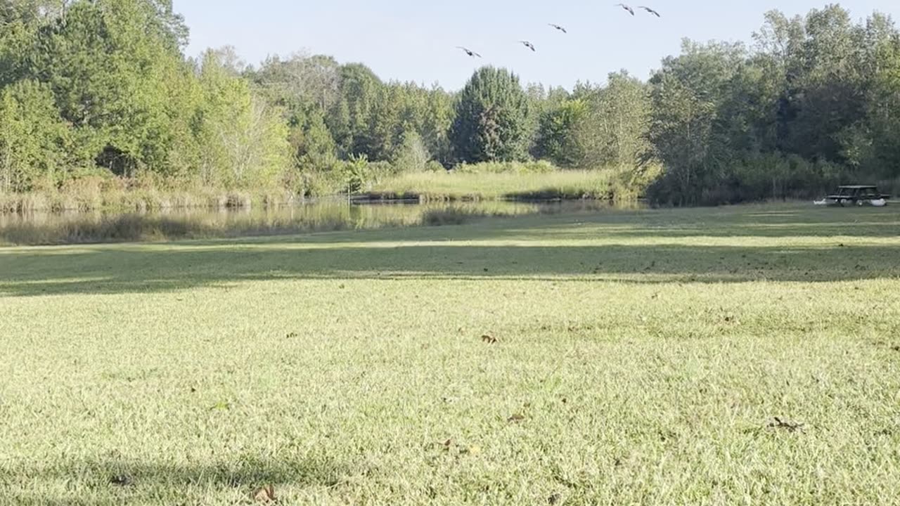 Geese on pond