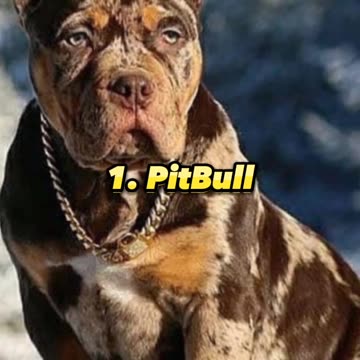 Top 10 Most dangerous dogs in the world 😱#shorts