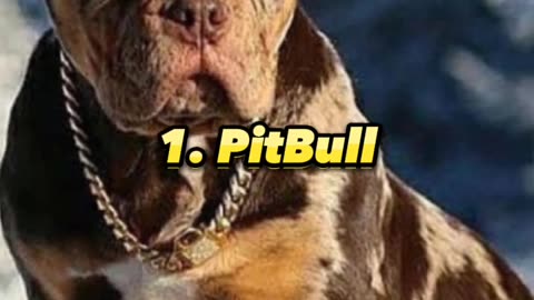 Top 10 Most dangerous dogs in the world 😱#shorts