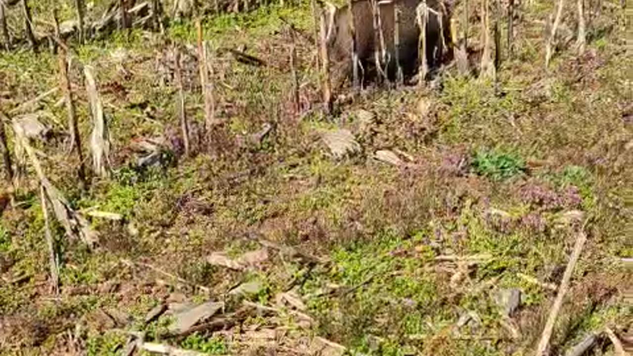 Piggy Posting - She Escape... Again