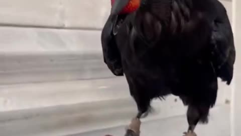 Ravens eat their strawberries just like everyone else