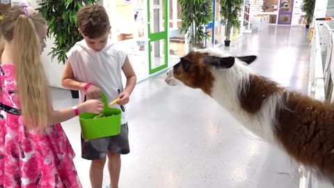Diana and Roma in the Animal World / Video compilation