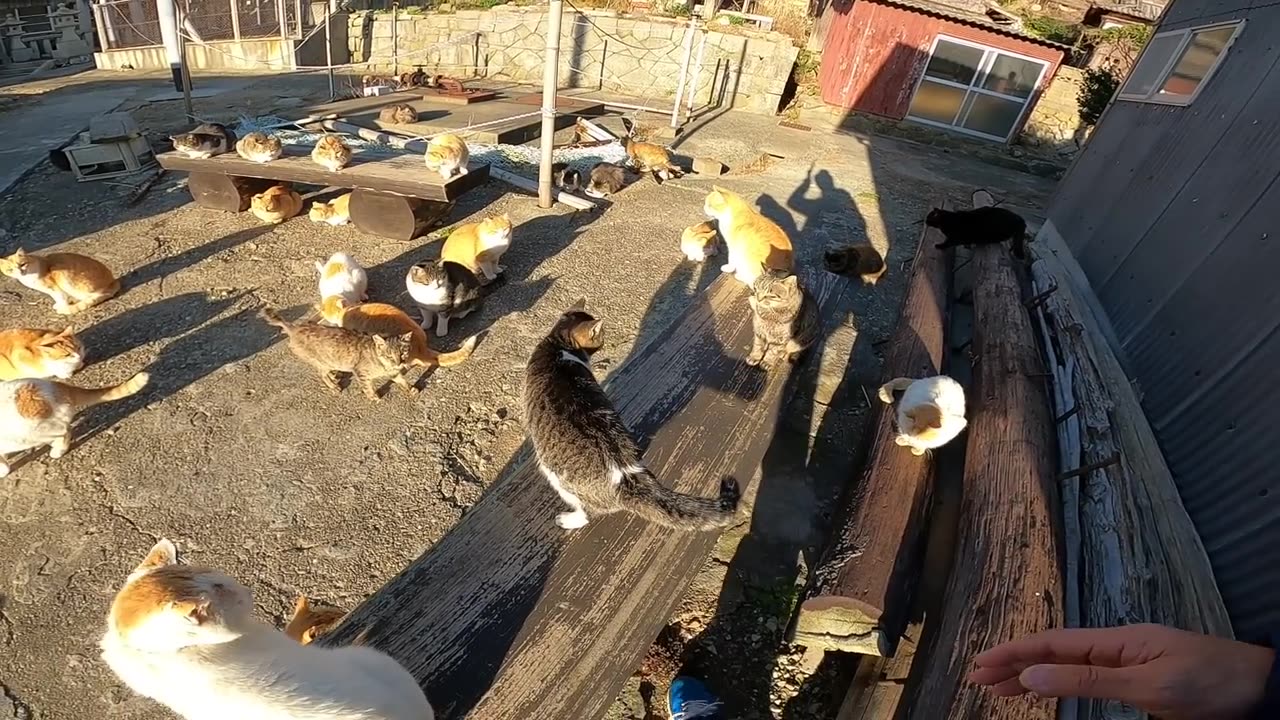 I went to offer a breakfast to the cats on the Cat Island.