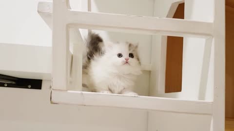 Cutest munchkin kittens playing