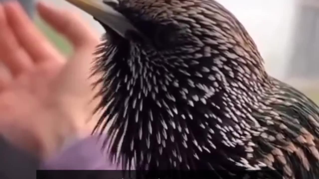 Bird sound imitation
