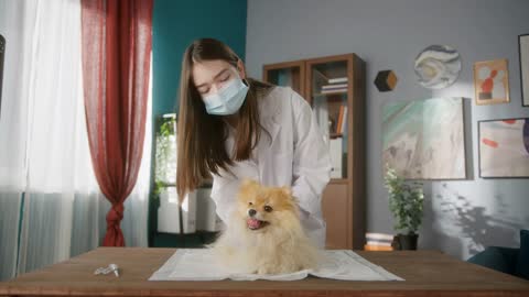 Veterinarian is conducting examination of pomeranian. Medical student is examining the dog