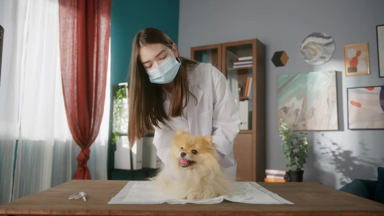 Veterinarian is conducting examination of pomeranian. Medical student is examining the dog