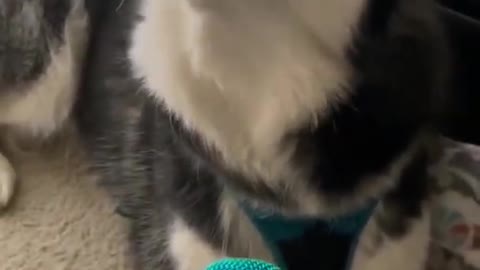 Dog singing