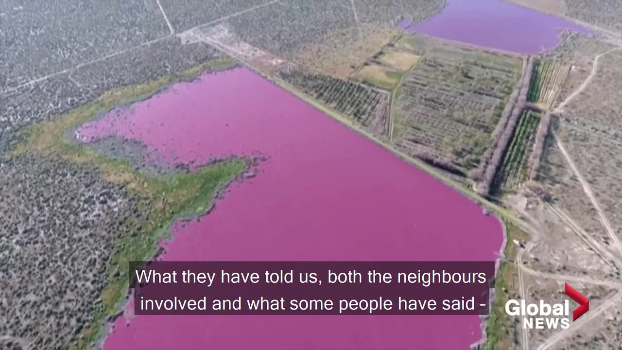 Why have two Argentina lakes turned pink? Environmentalists say it is because of pollution