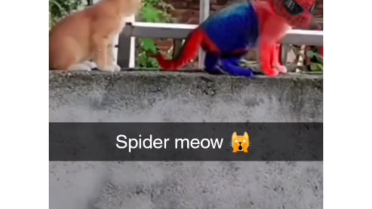 Real Spider-Man in world 😅