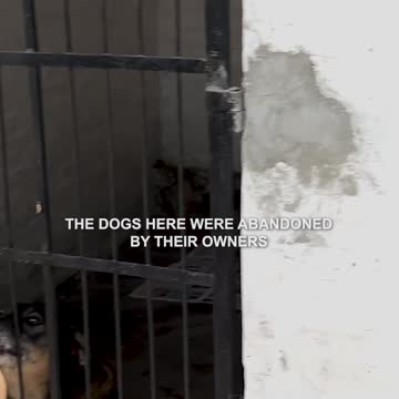 Rescuing Abandoned Dogs in Paraguay