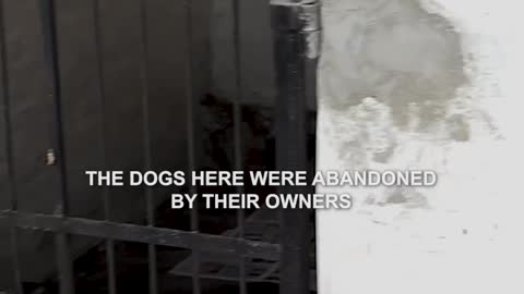Rescuing Abandoned Dogs in Paraguay