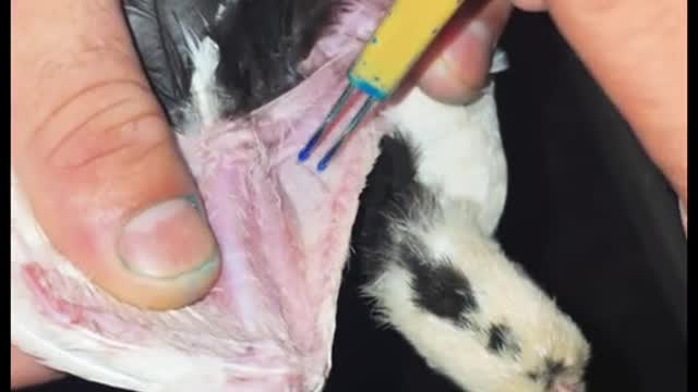 Vacunando unos pollos para las enfermedades