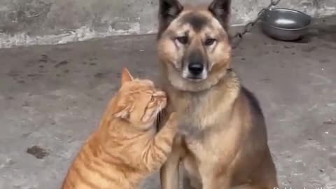 Animal World Funny English Voiceover Cat Bro Dog, what's wrong with you Not even moved by this