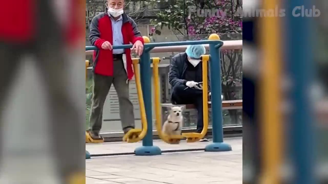 Funny Animal Videos 2023