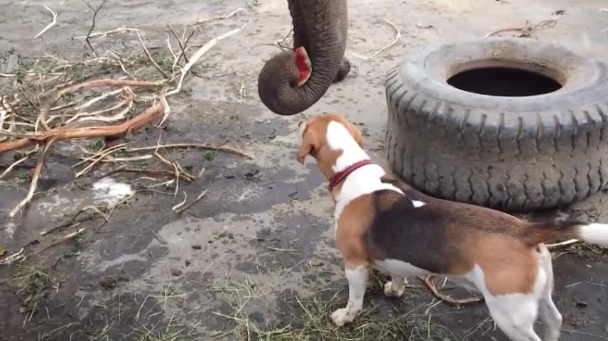 The elephant and the watermelon