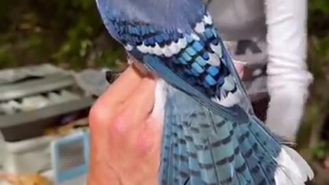 Observing Blue Jay Up Close