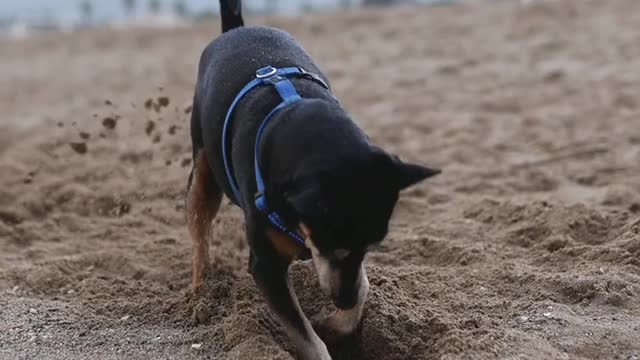dog digging ground intersting