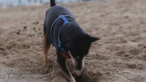 dog digging ground intersting