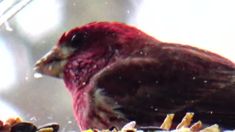 Purple Finch