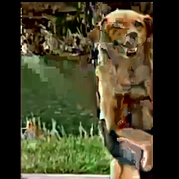 Dog was waiting all day for someone 🥺❤️