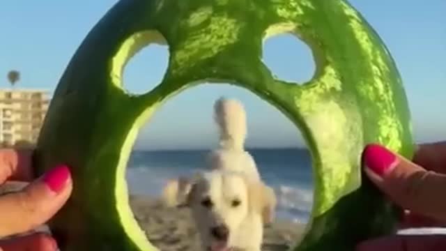 Funny DOGS of TikTok ~ Cute Puppies ~ Best Doggos of TIK TOK Compilation!