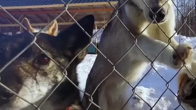 Alaska sled dog