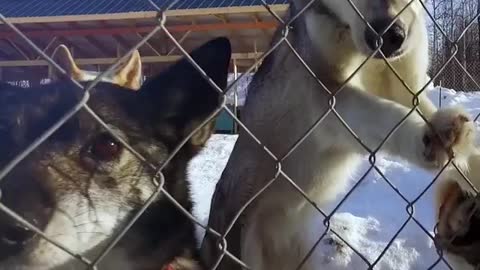 Alaska sled dog