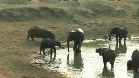 Angry Hippo Vs Elephant!! - Battle of the GIANTS!