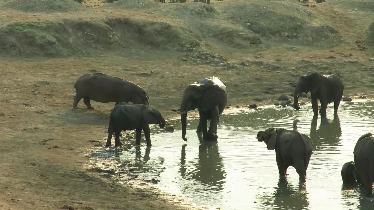 Angry Hippo Vs Elephant!! - Battle of the GIANTS!