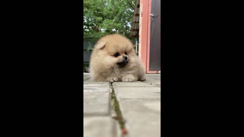 cute and funny dogs videos