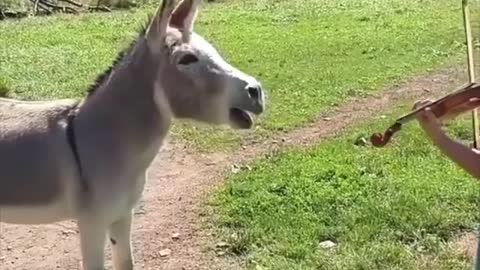 Something to make you smile