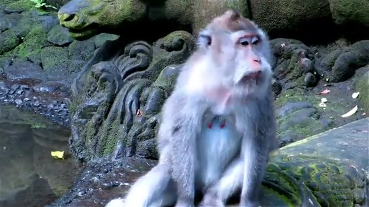 #funny animals funny video compilation part 2