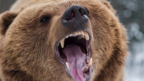 The Greensboro Bear Connects With Oak Park for a Proper Mauling (Round 4)