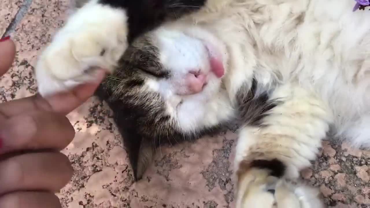 Happy Pets