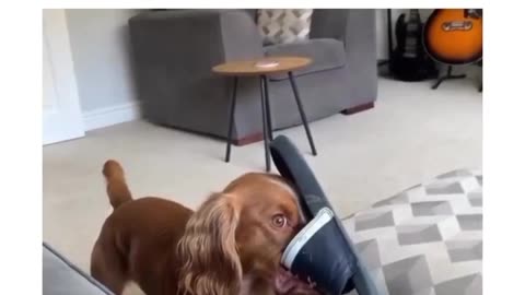 : "Charming Dog Sleeping on His Back - A Playful and Heartwarming Sight"