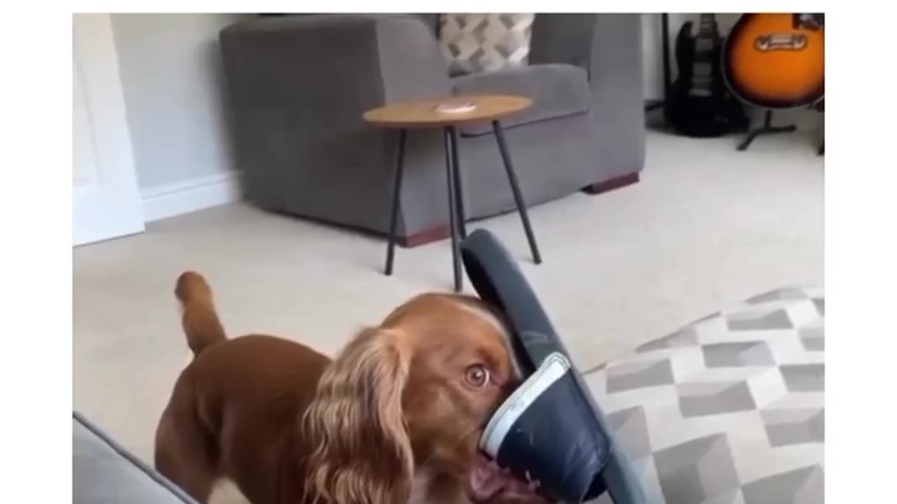: "Charming Dog Sleeping on His Back - A Playful and Heartwarming Sight"