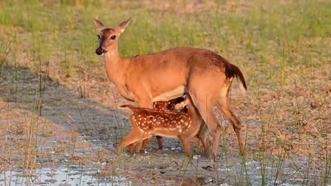 Doe feeding her fawns