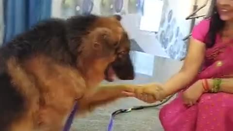 Dog training video.
