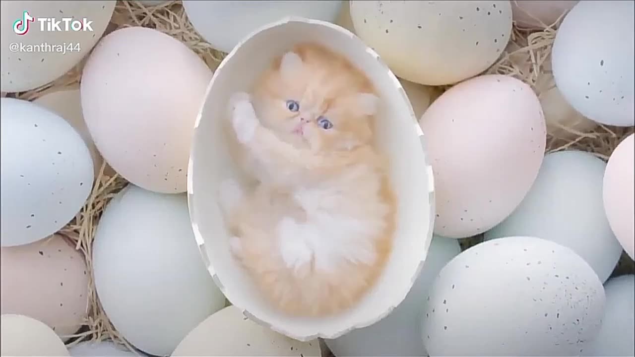 Cutest kittens