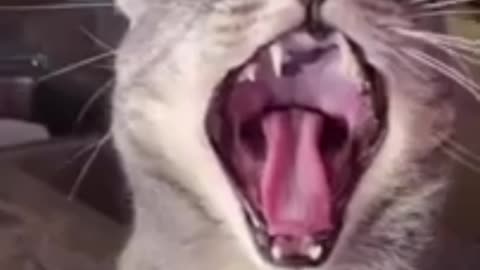 The best Funny video 😹 don't skip video